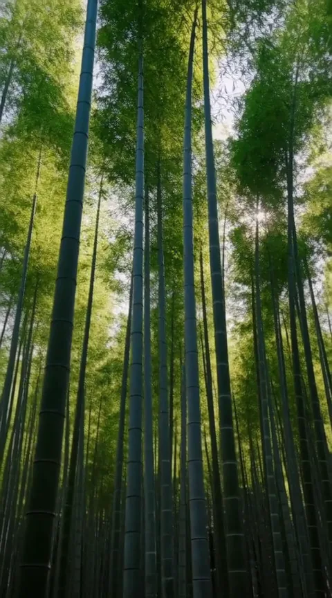 Bamboo grove